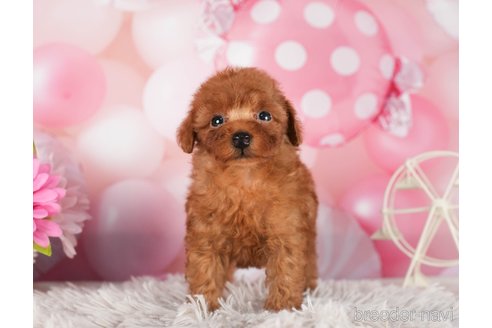 成約済の千葉県のトイプードル-289863