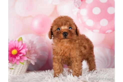 成約済の千葉県のトイプードル-289863の8枚目