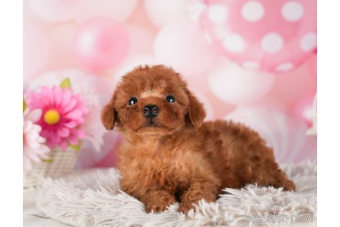 成約済の千葉県のトイプードル-289863の9枚目