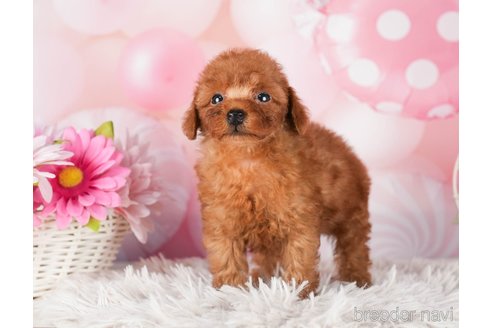 成約済の千葉県のトイプードル-289863の2枚目