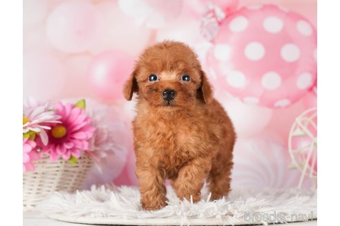 成約済の千葉県のトイプードル-289863の3枚目