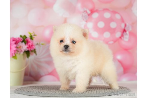 成約済の千葉県のポメラニアン-289864の10枚目