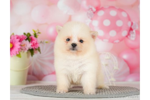 成約済の千葉県のポメラニアン-289864の6枚目