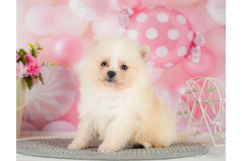 成約済の千葉県のポメラニアン-289864