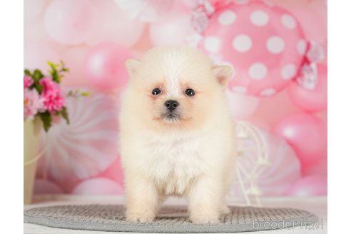 成約済の千葉県のポメラニアン-289864の7枚目