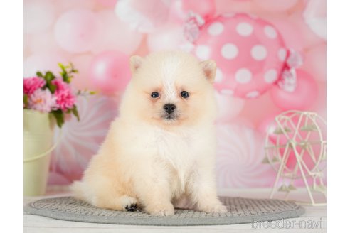 成約済の千葉県のポメラニアン-289864の8枚目