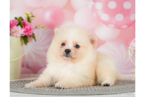 成約済の千葉県のポメラニアン-289864の9枚目