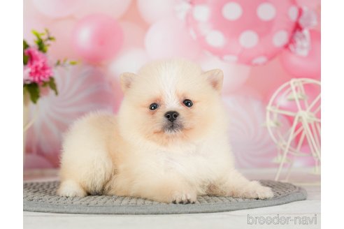 成約済の千葉県のポメラニアン-289864の3枚目