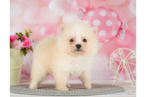 成約済の千葉県のポメラニアン-289864の4枚目