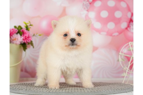 成約済の千葉県のポメラニアン-289864の5枚目