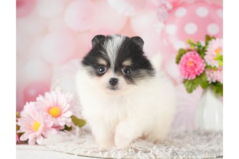 成約済の千葉県のポメラニアン-289865の7枚目