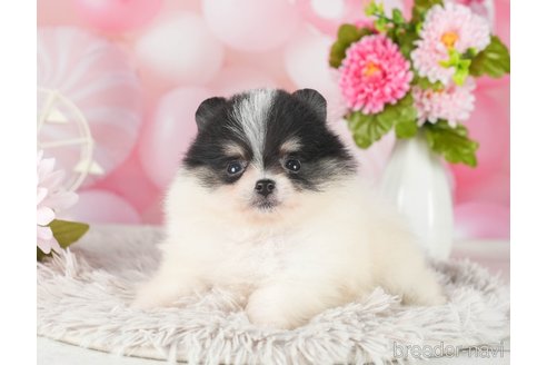 成約済の千葉県のポメラニアン-289865の8枚目