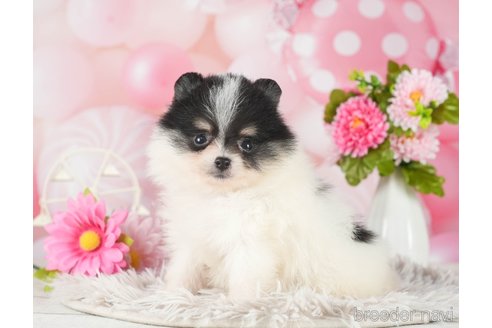 成約済の千葉県のポメラニアン-289865の9枚目