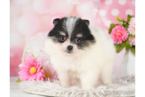 成約済の千葉県のポメラニアン-289865の4枚目