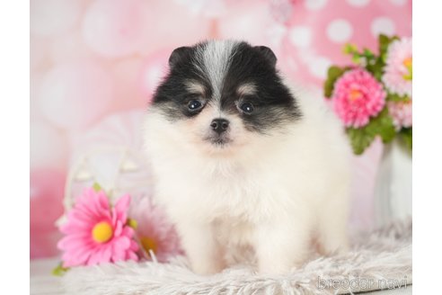 成約済の千葉県のポメラニアン-289865の5枚目