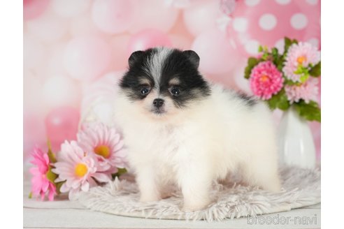 成約済の千葉県のポメラニアン-289865の3枚目