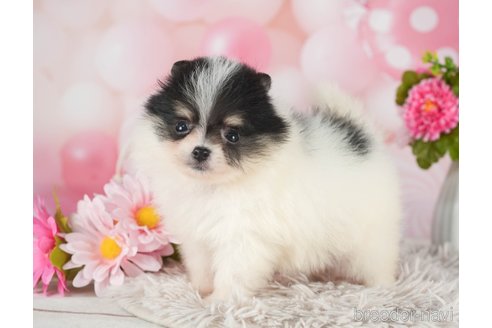 成約済の千葉県のポメラニアン-289865の2枚目