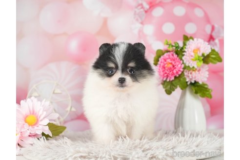 成約済の千葉県のポメラニアン-289865