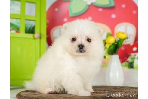 成約済の千葉県のポメラニアン-289866の10枚目