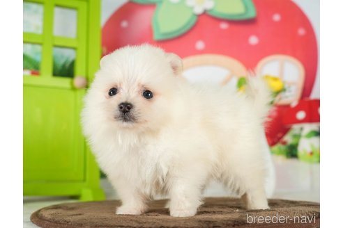 成約済の千葉県のポメラニアン-289866の9枚目