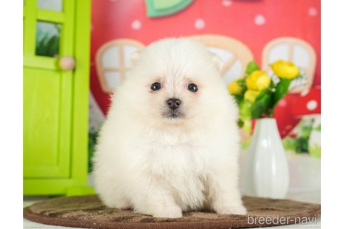 成約済の千葉県のポメラニアン-289866の6枚目