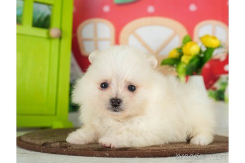 成約済の千葉県のポメラニアン-289866の7枚目