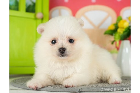 成約済の千葉県のポメラニアン-289866の8枚目