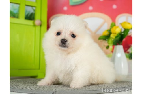 成約済の千葉県のポメラニアン-289866の3枚目