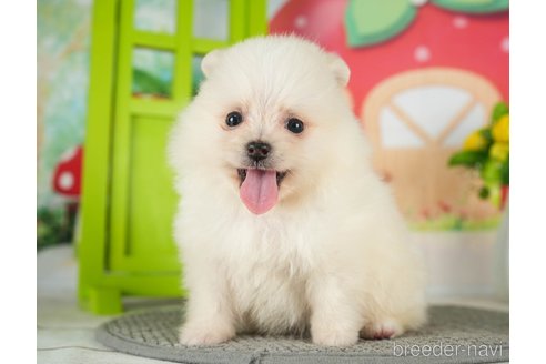 成約済の千葉県のポメラニアン-289866の2枚目