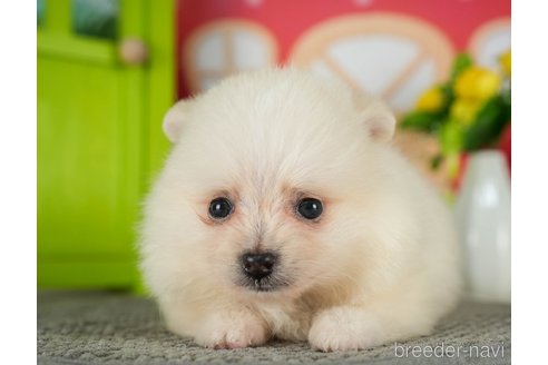 成約済の千葉県のポメラニアン-289866の1枚目