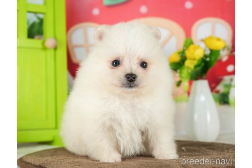 成約済の千葉県のポメラニアン-289866の4枚目