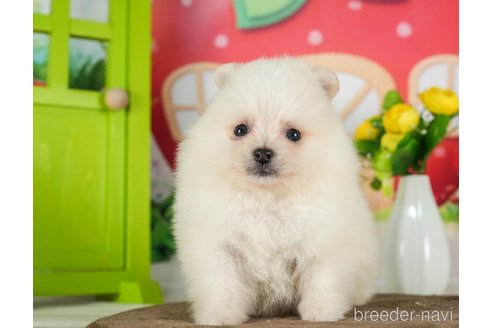 成約済の千葉県のポメラニアン-289866の5枚目