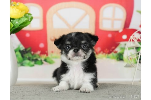 成約済の千葉県のチワワ(ロングコート)-289867の9枚目