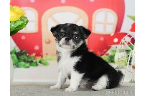 成約済の千葉県のチワワ(ロングコート)-289867の2枚目