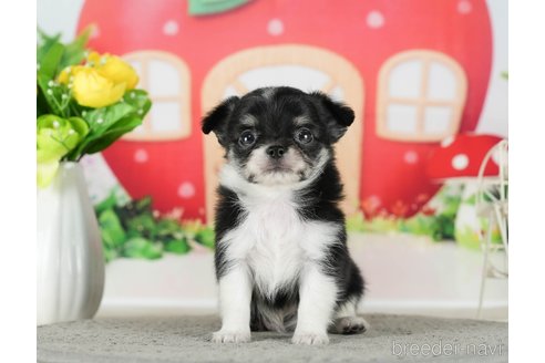 成約済の千葉県のチワワ(ロングコート)-289867の3枚目