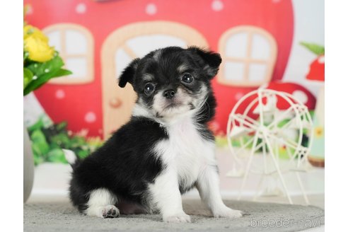 成約済の千葉県のチワワ(ロングコート)-289867の5枚目