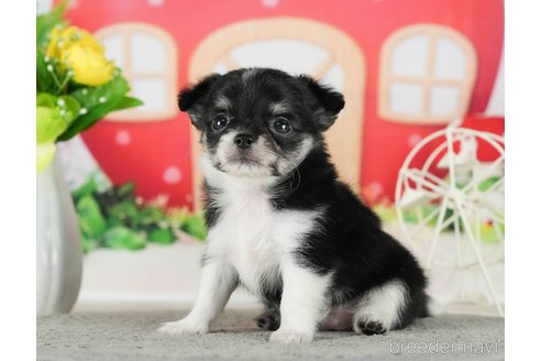 成約済の千葉県のチワワ(ロングコート)-289867の6枚目