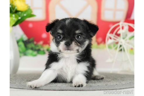 成約済の千葉県のチワワ(ロングコート)-289867の7枚目