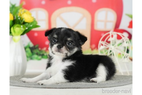 成約済の千葉県のチワワ(ロングコート)-289867の8枚目