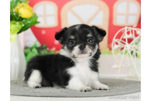 成約済の千葉県のチワワ(ロングコート)-289867の1枚目