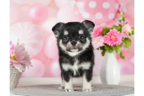 成約済の千葉県のチワワ(ロングコート)-289868の8枚目