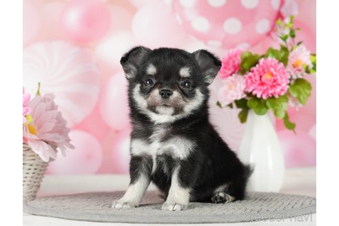 成約済の千葉県のチワワ(ロングコート)-289868の9枚目