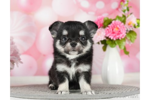 成約済の千葉県のチワワ(ロングコート)-289868の10枚目