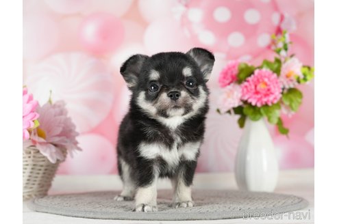 成約済の千葉県のチワワ(ロングコート)-289868の2枚目