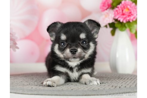 成約済の千葉県のチワワ(ロングコート)-289868の3枚目