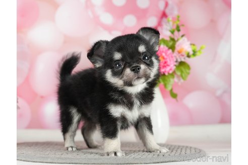 成約済の千葉県のチワワ(ロングコート)-289868の1枚目