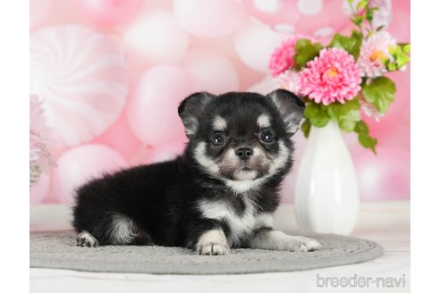 成約済の千葉県のチワワ(ロングコート)-289868の4枚目