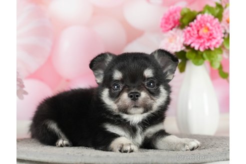 成約済の千葉県のチワワ(ロングコート)-289868の5枚目