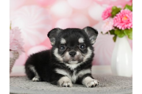 成約済の千葉県のチワワ(ロングコート)-289868の6枚目