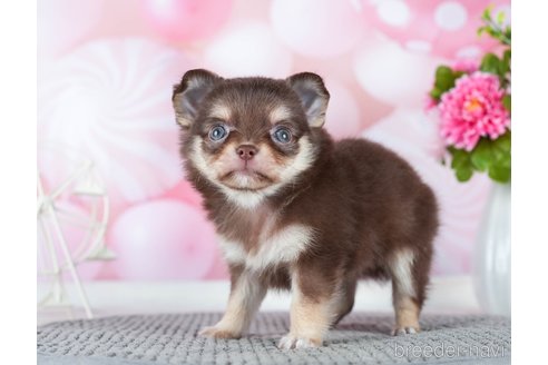 成約済の千葉県のチワワ(ロングコート)-289869の9枚目